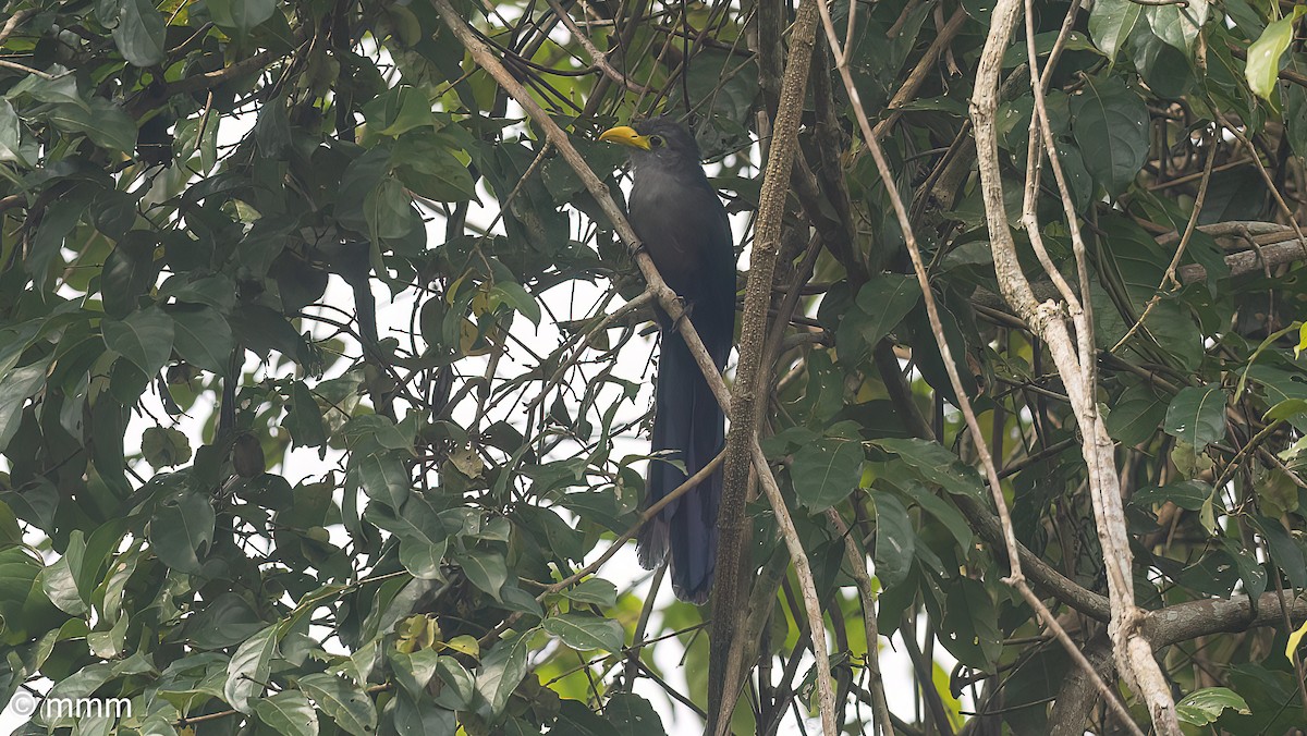 Blue Malkoha - ML646567604