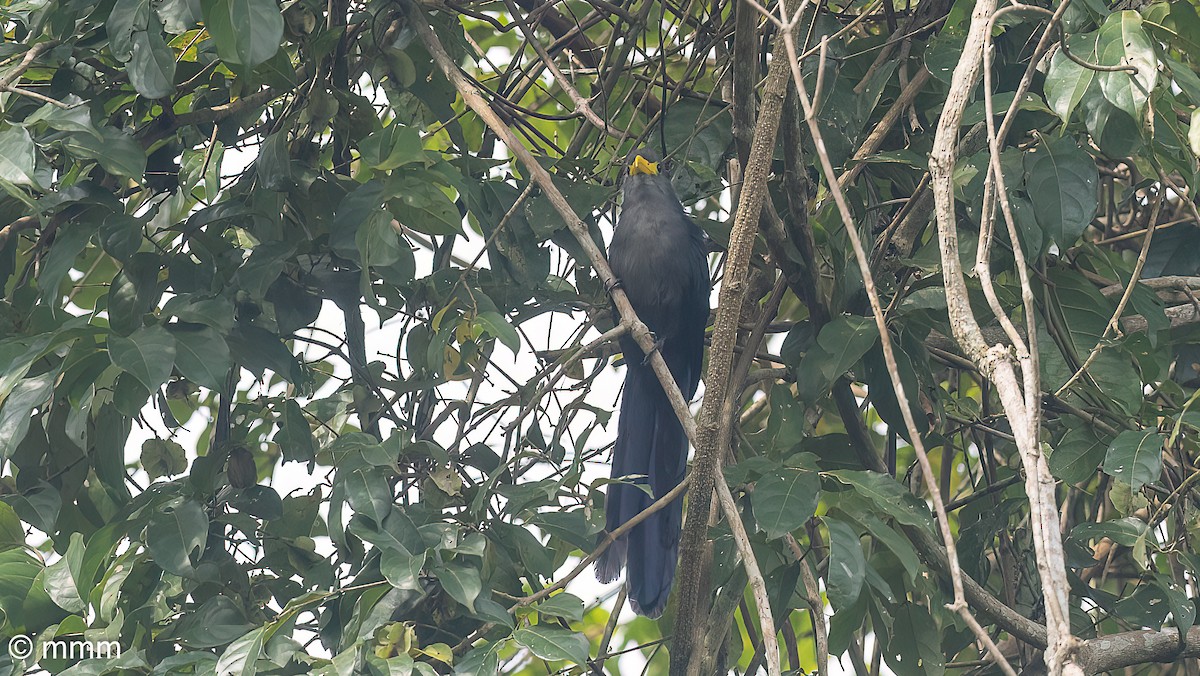 Blue Malkoha - ML646567605