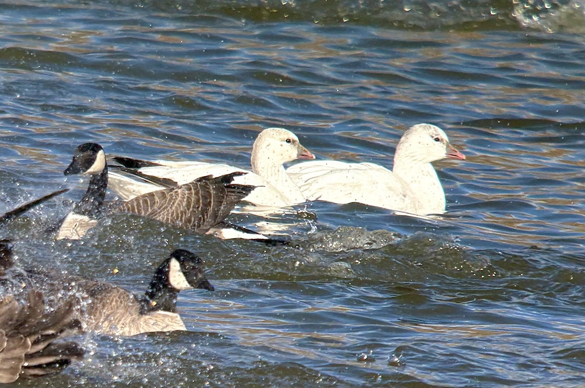 eskimogås - ML646567608