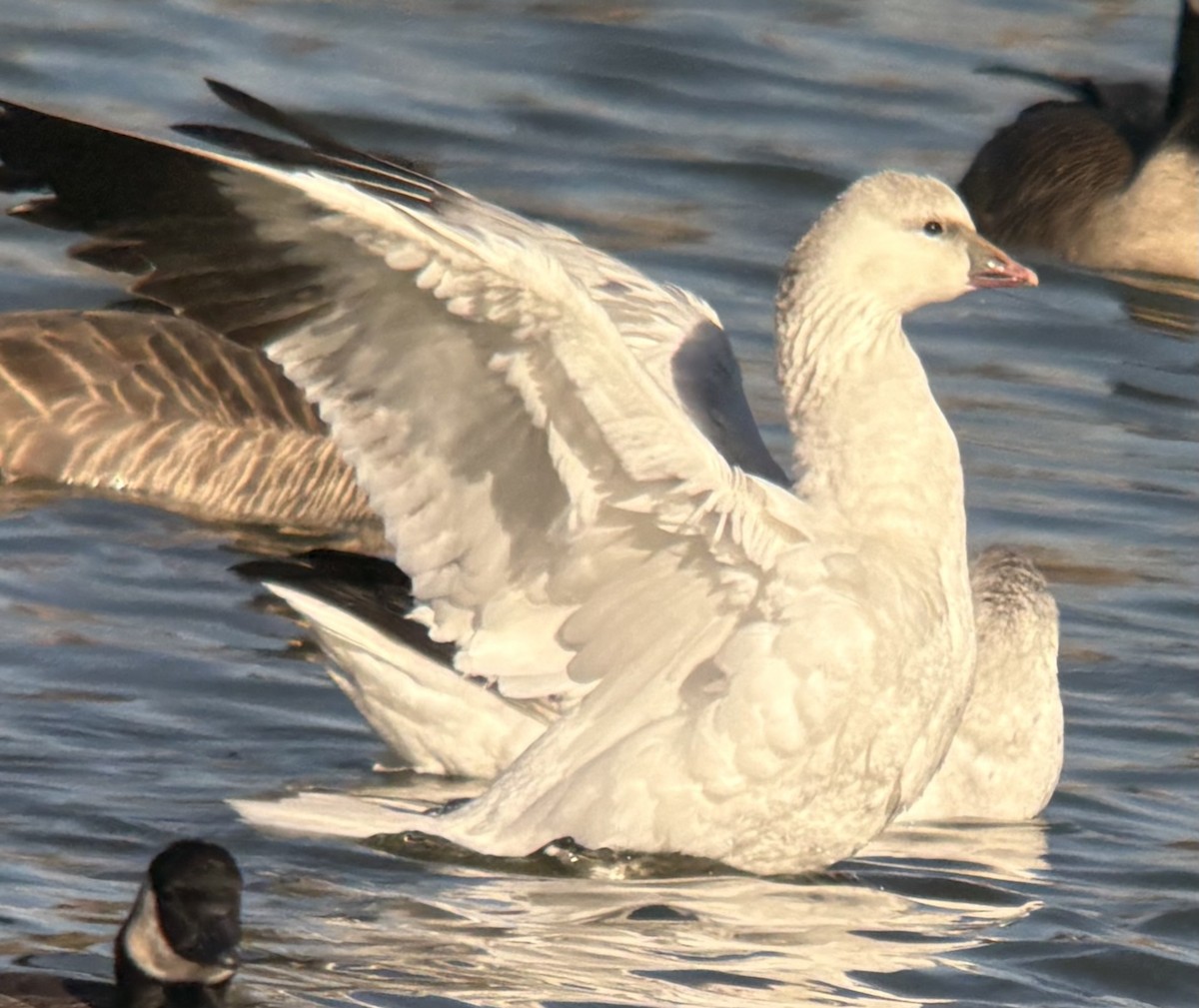 eskimogås - ML646567609