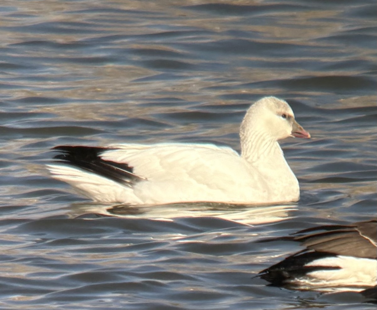 eskimogås - ML646567610