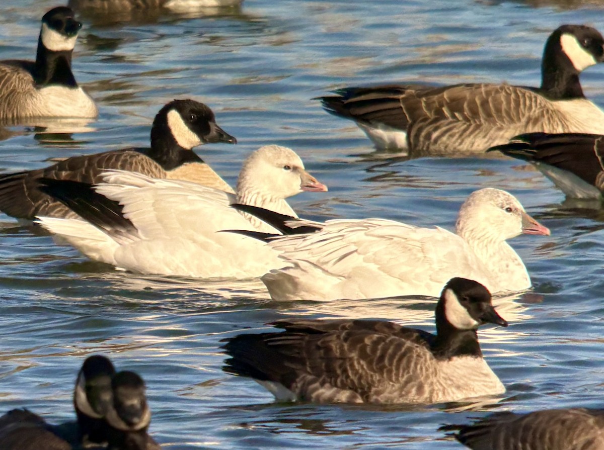 eskimogås - ML646567611