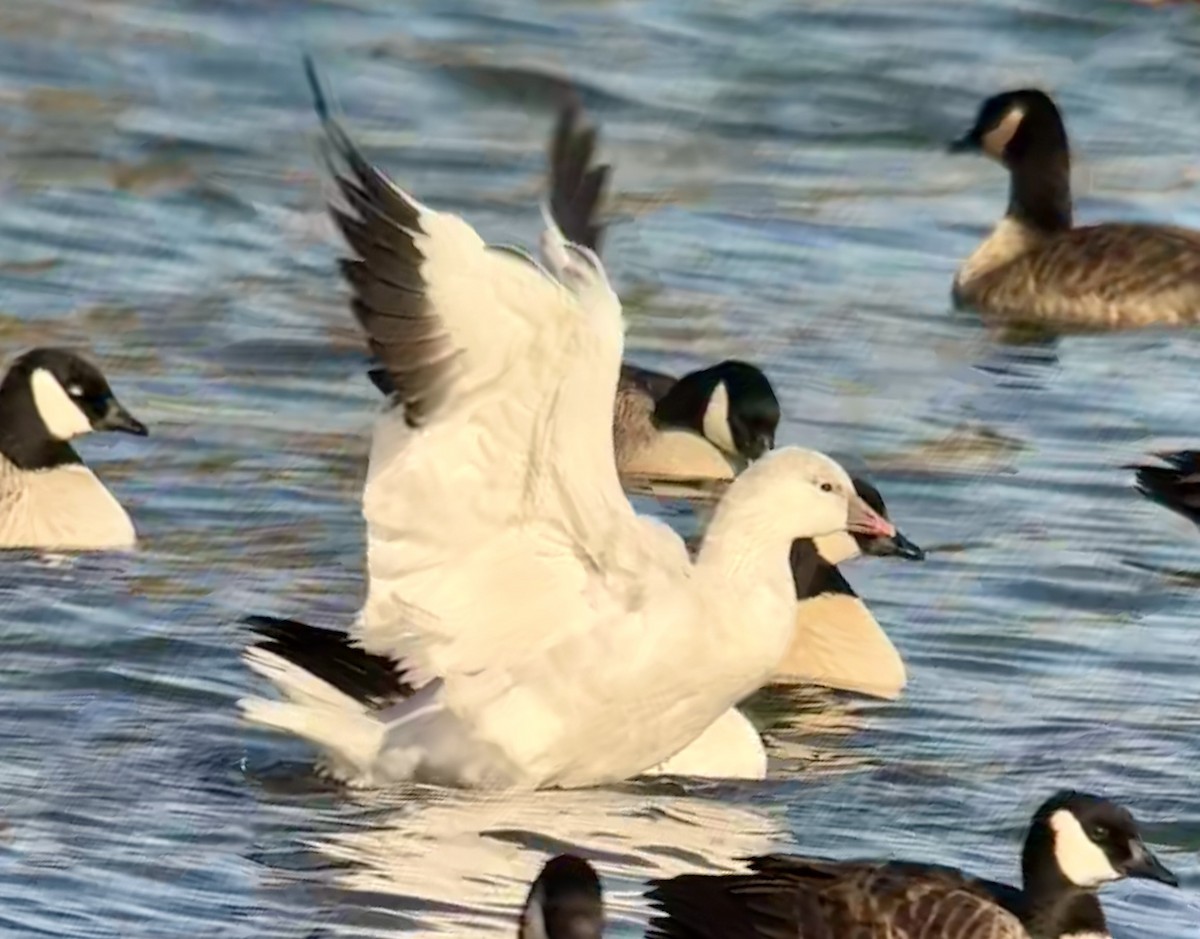 eskimogås - ML646567612