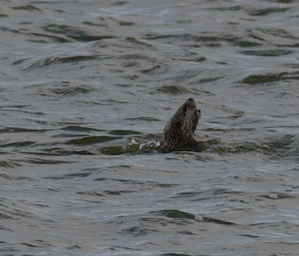 北美水獺 - ML646567613