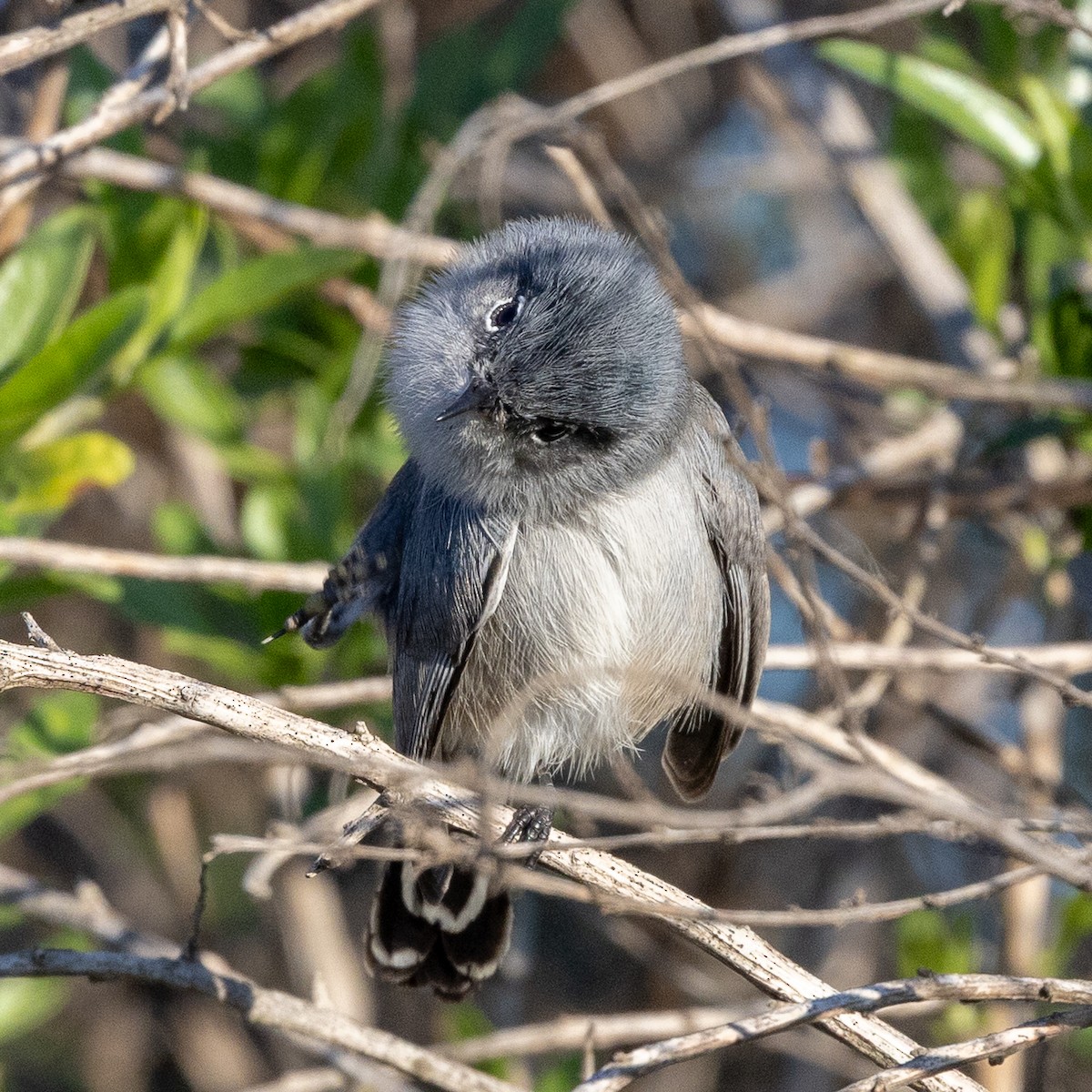 kaliforniamyggsmett - ML646567615