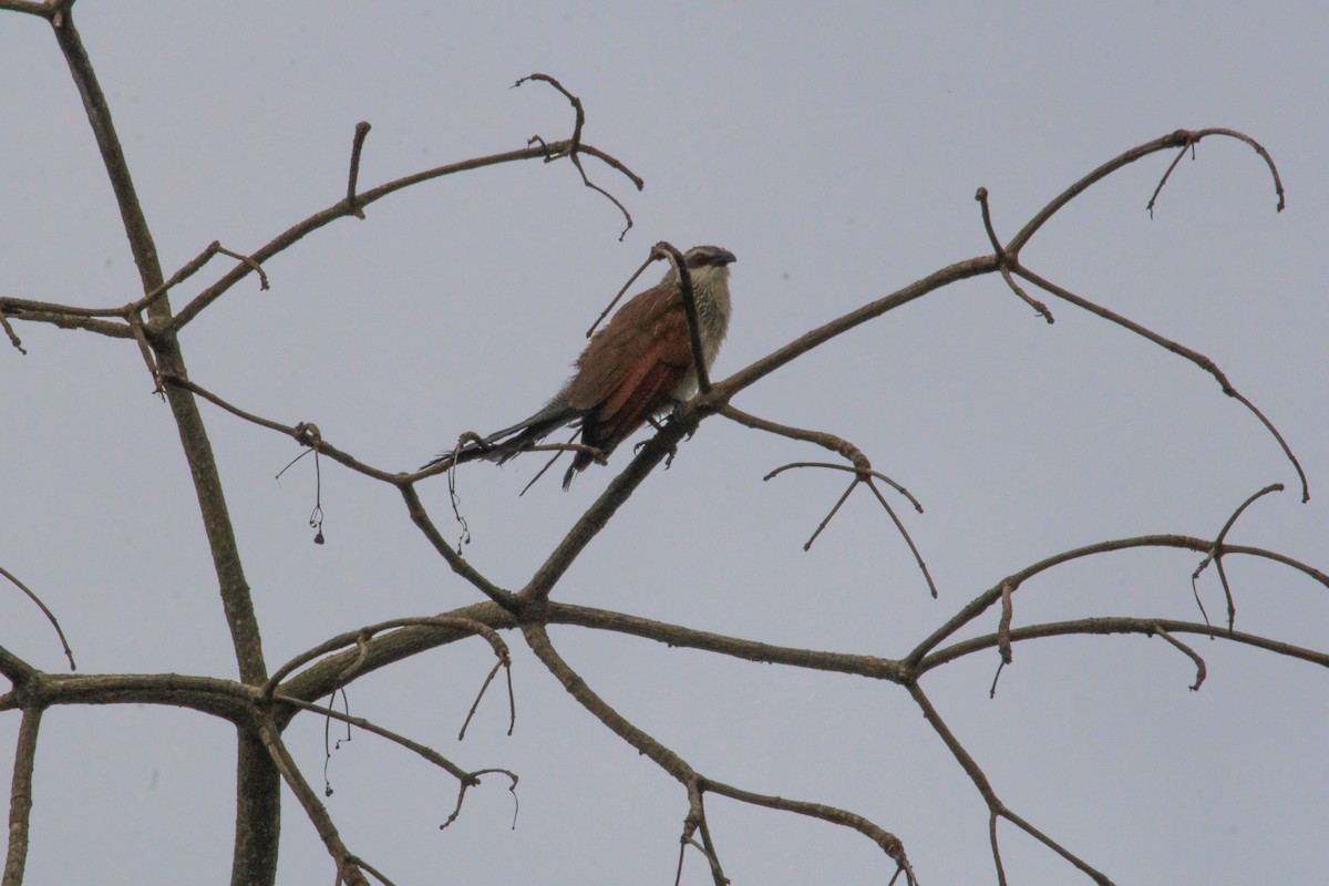 White-browed Coucal - ML646567616