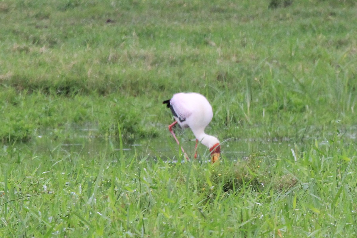 Yellow-billed Stork - ML646567617