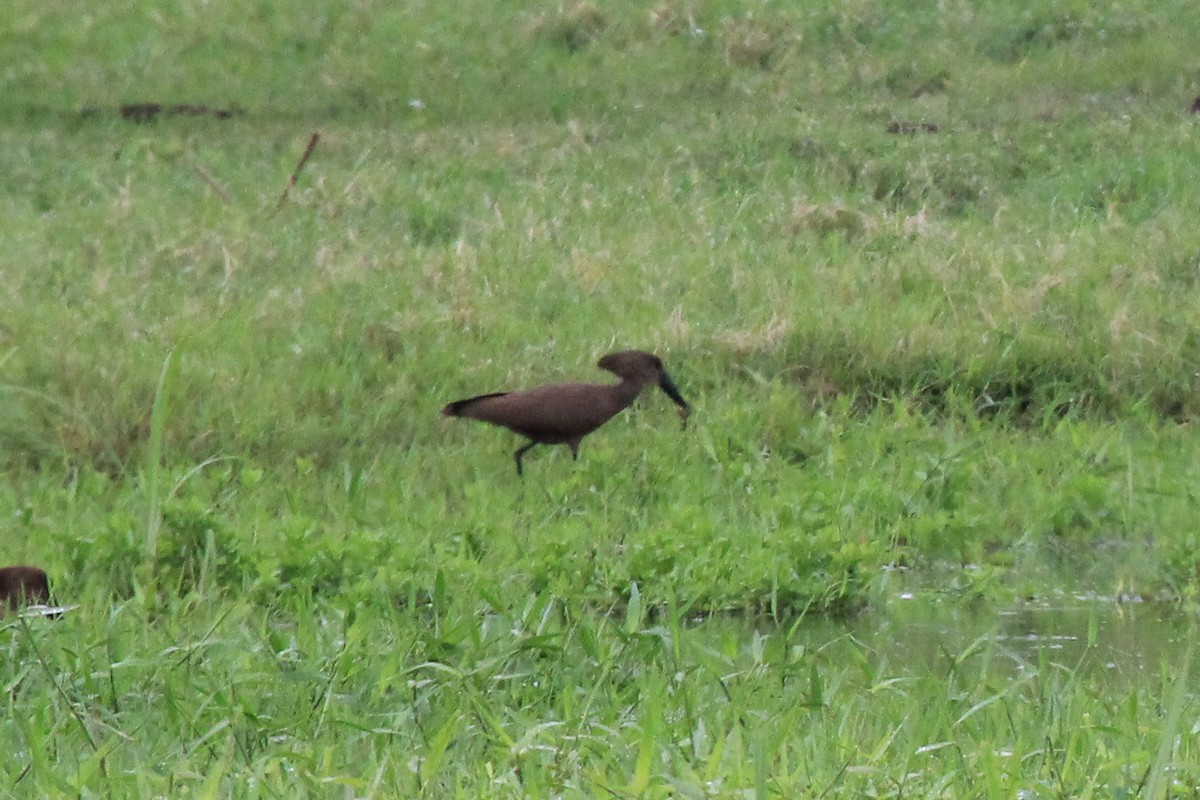 Hamerkop - ML646567618