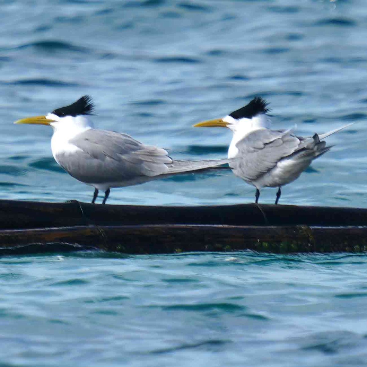 hinduterne - ML646567620