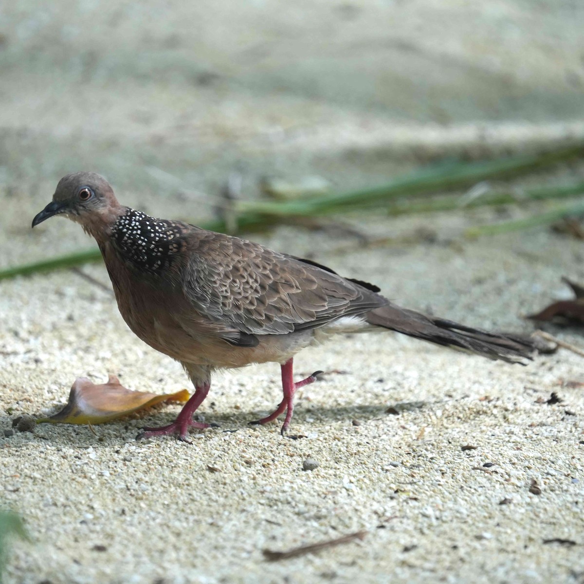 perlekragedue - ML646567621