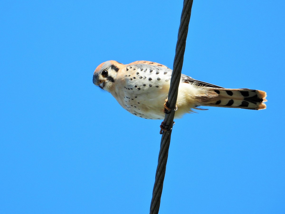 American Kestrel - ML646567622