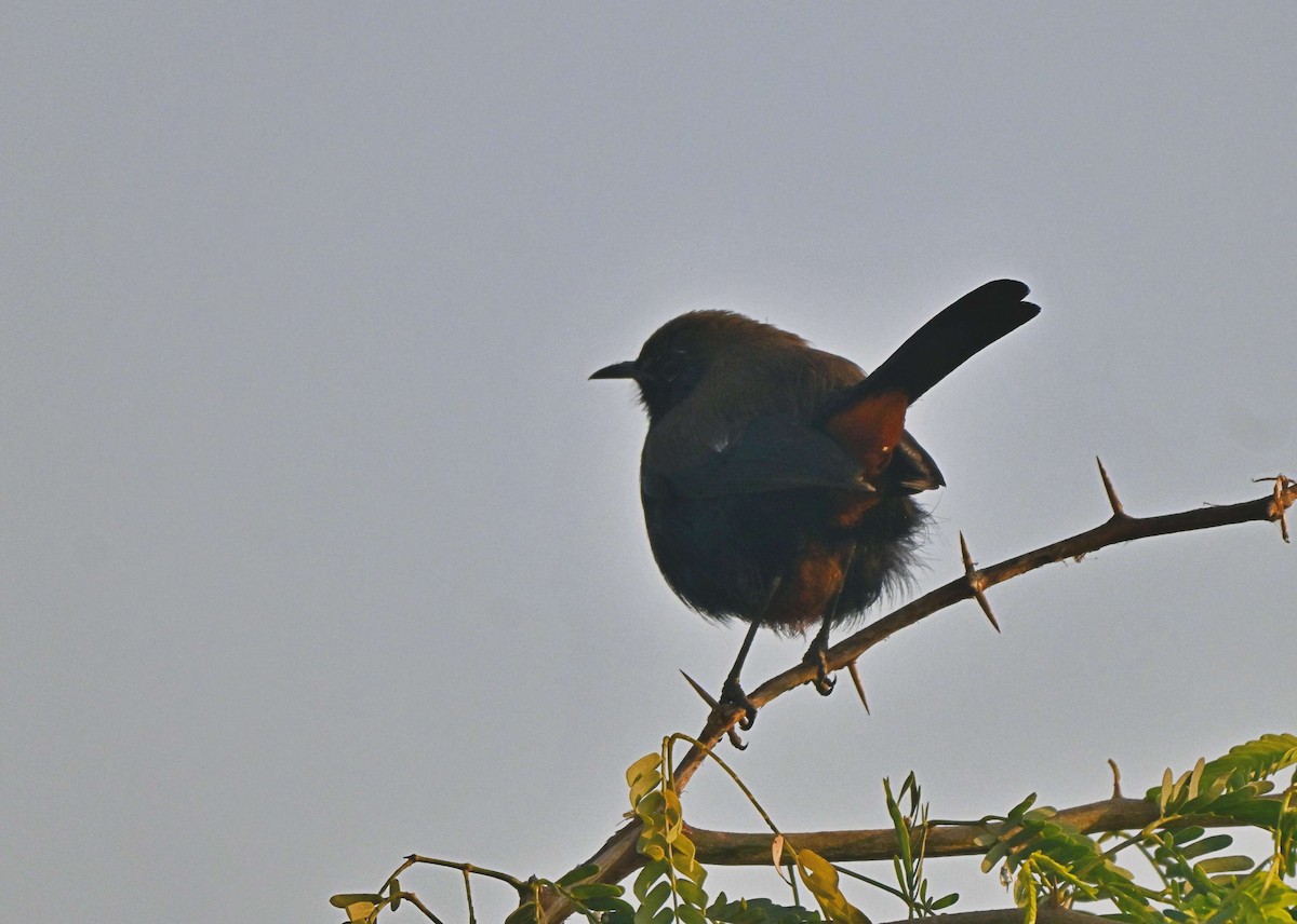 hinduskvett - ML646567623