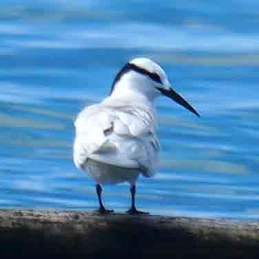 svartnakketerne - ML646567625