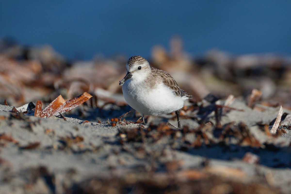 rødstrupesnipe - ML646567626