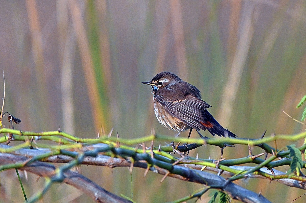 Bluethroat - ML646567629