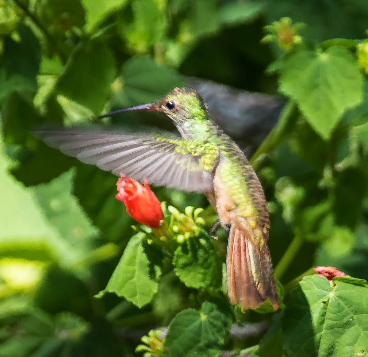 yucatánkolibri - ML646567630