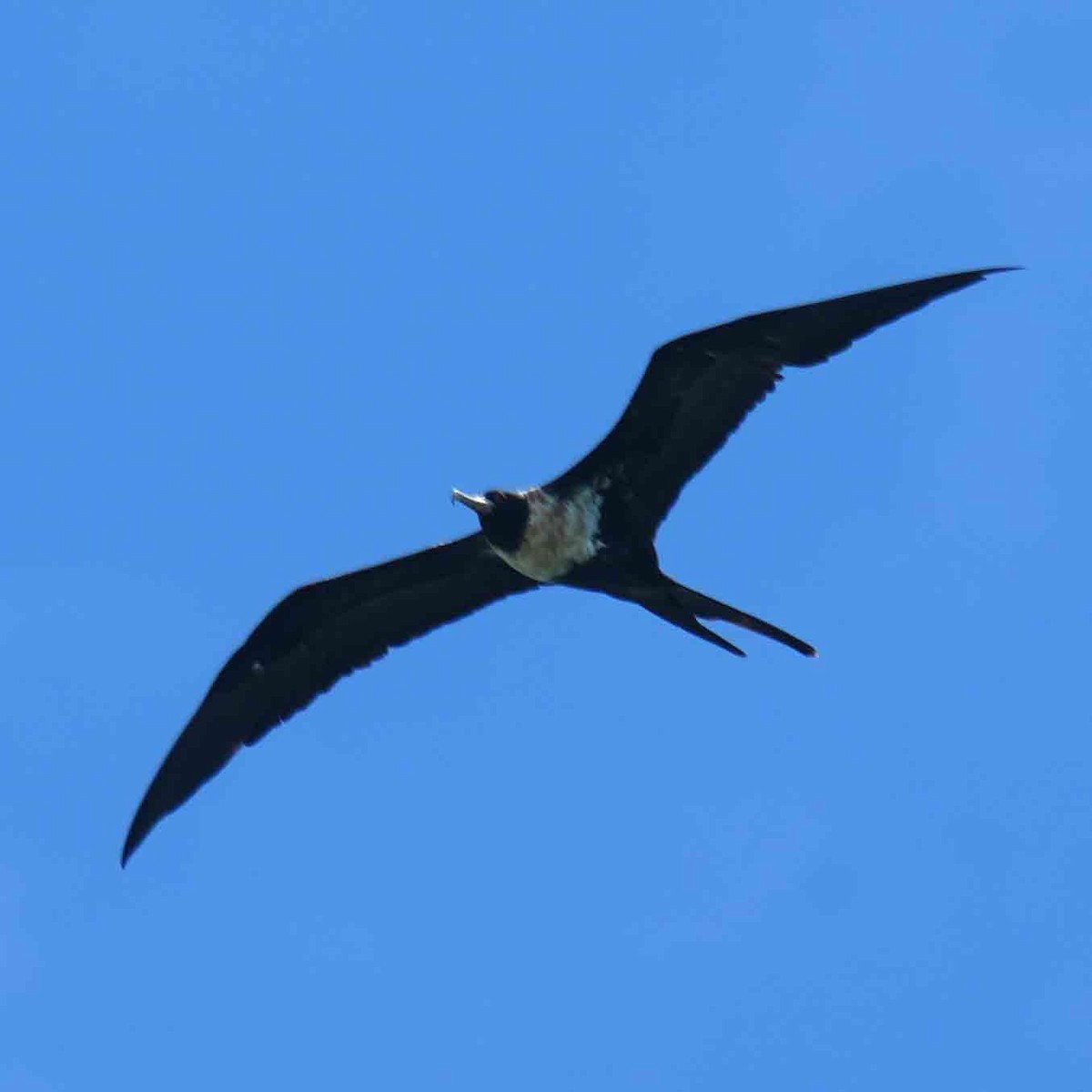 Rabihorcado Chico - ML646567631