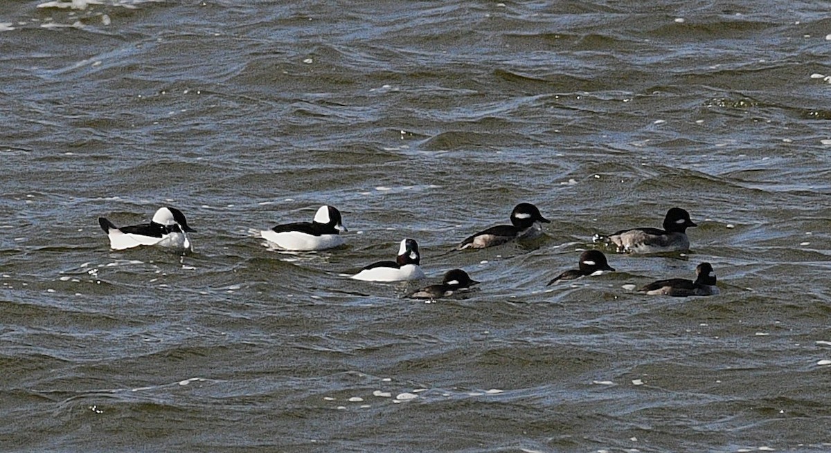 Bufflehead - ML646567632