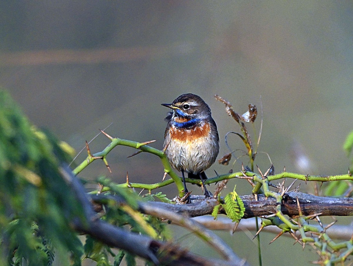 Bluethroat - ML646567633