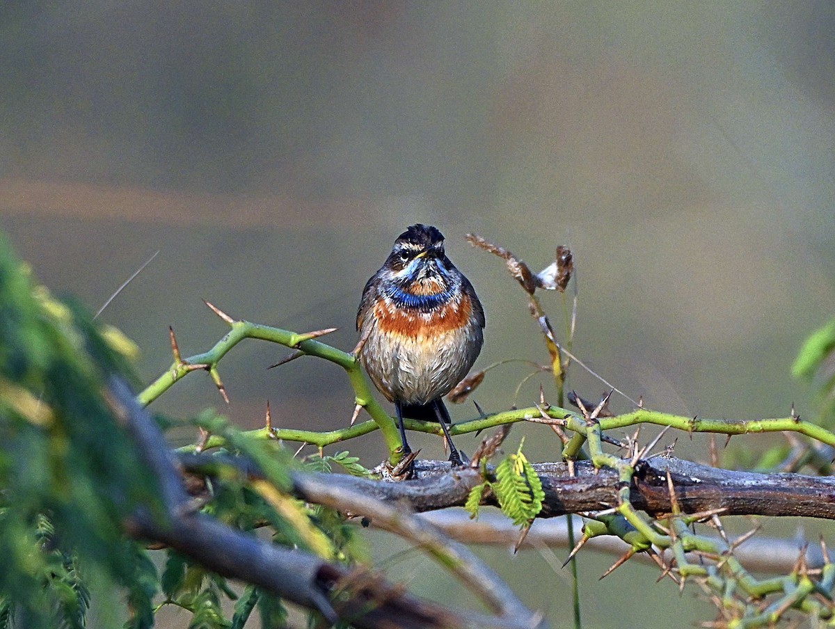 Bluethroat - ML646567634