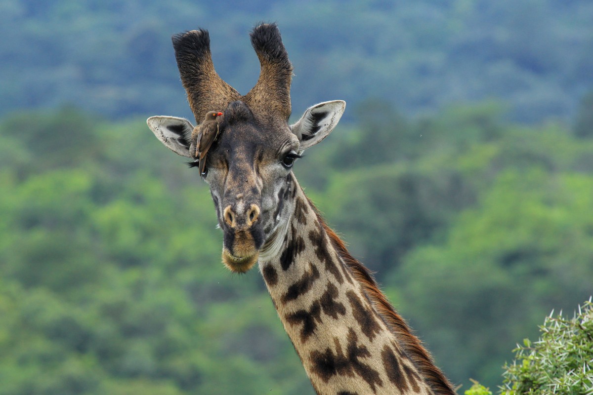Red-billed Oxpecker - ML646567635