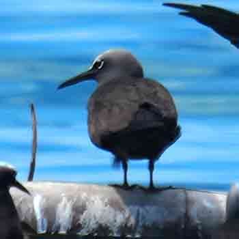 Tiñosa Boba - ML646567638