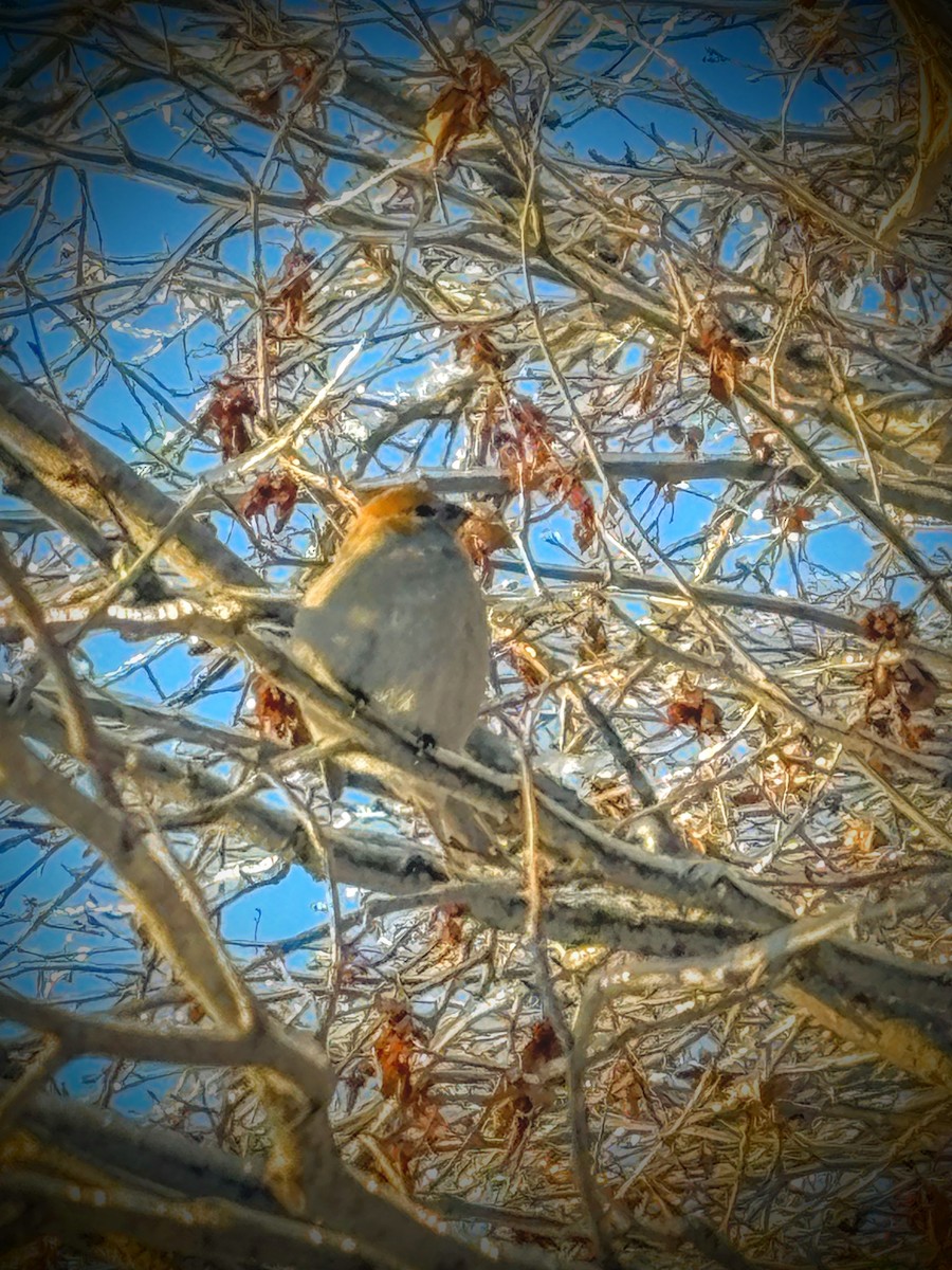 Hakengimpel - ML646567640