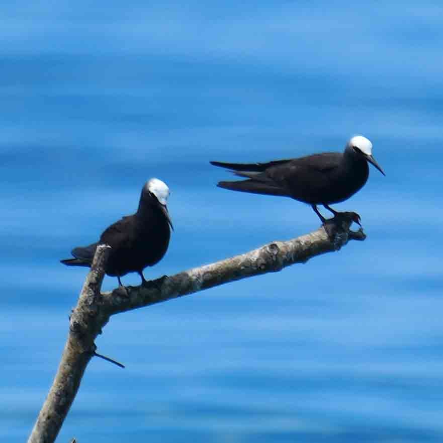 Tiñosa Menuda - ML646567642