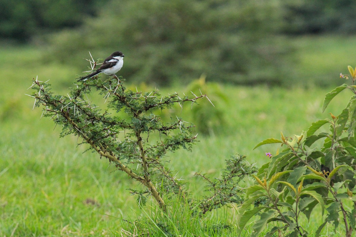 Northern Fiscal - ML646567643