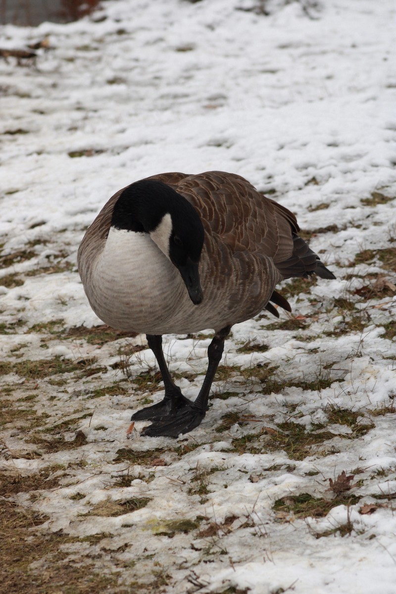 Canada Goose - ML646567645