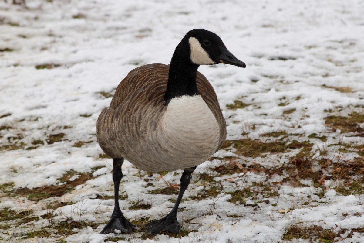 Canada Goose - ML646567646