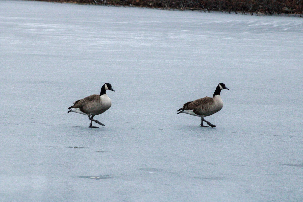 Canada Goose - ML646567647