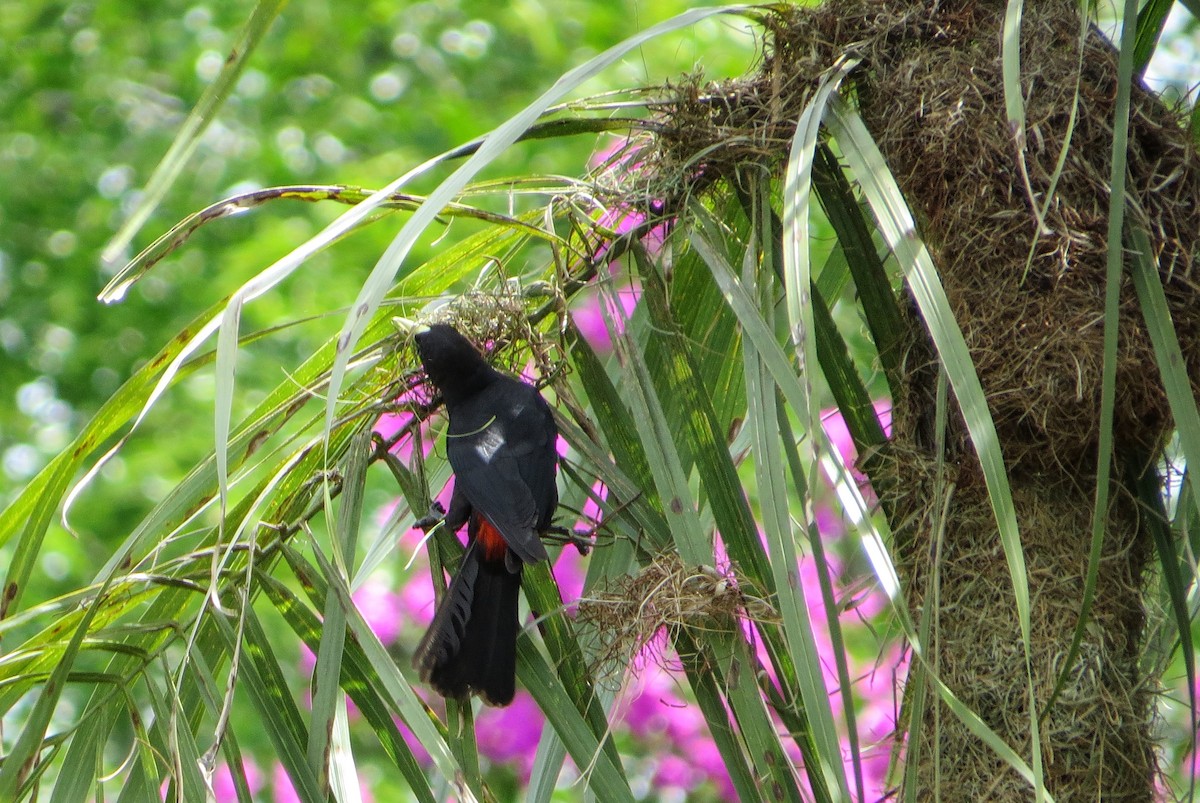 Red-rumped Cacique - ML646567650