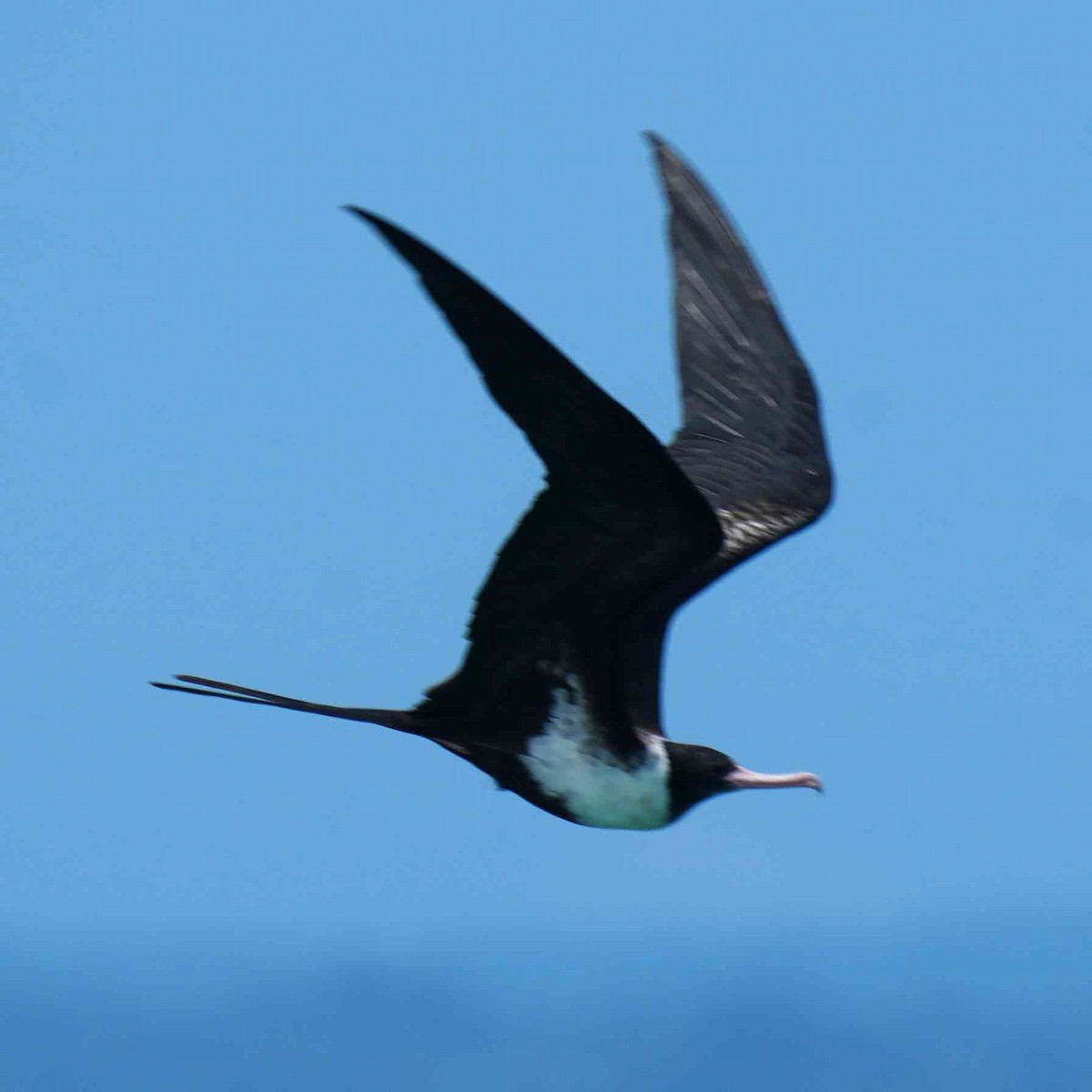 Rabihorcado Chico - ML646567652