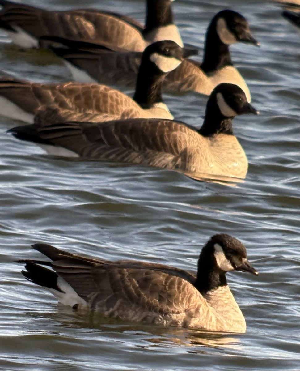 berneška malá (ssp. hutchinsii) - ML646567654