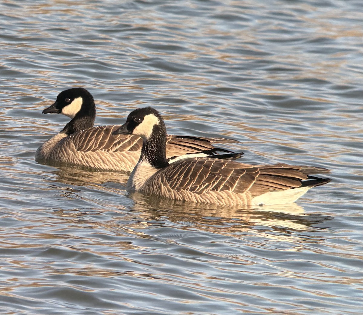 berneška malá (ssp. hutchinsii) - ML646567655