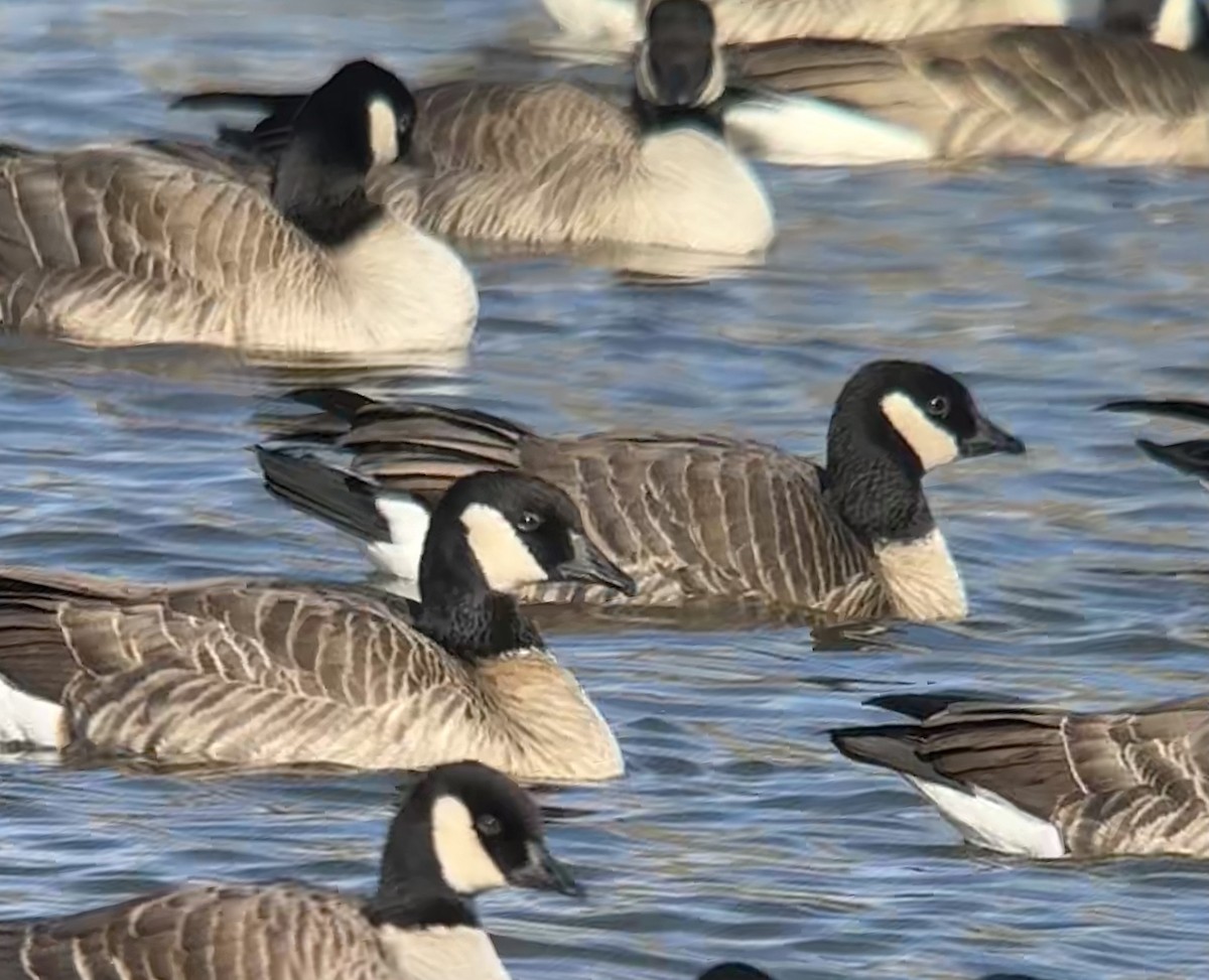 berneška malá (ssp. hutchinsii) - ML646567656