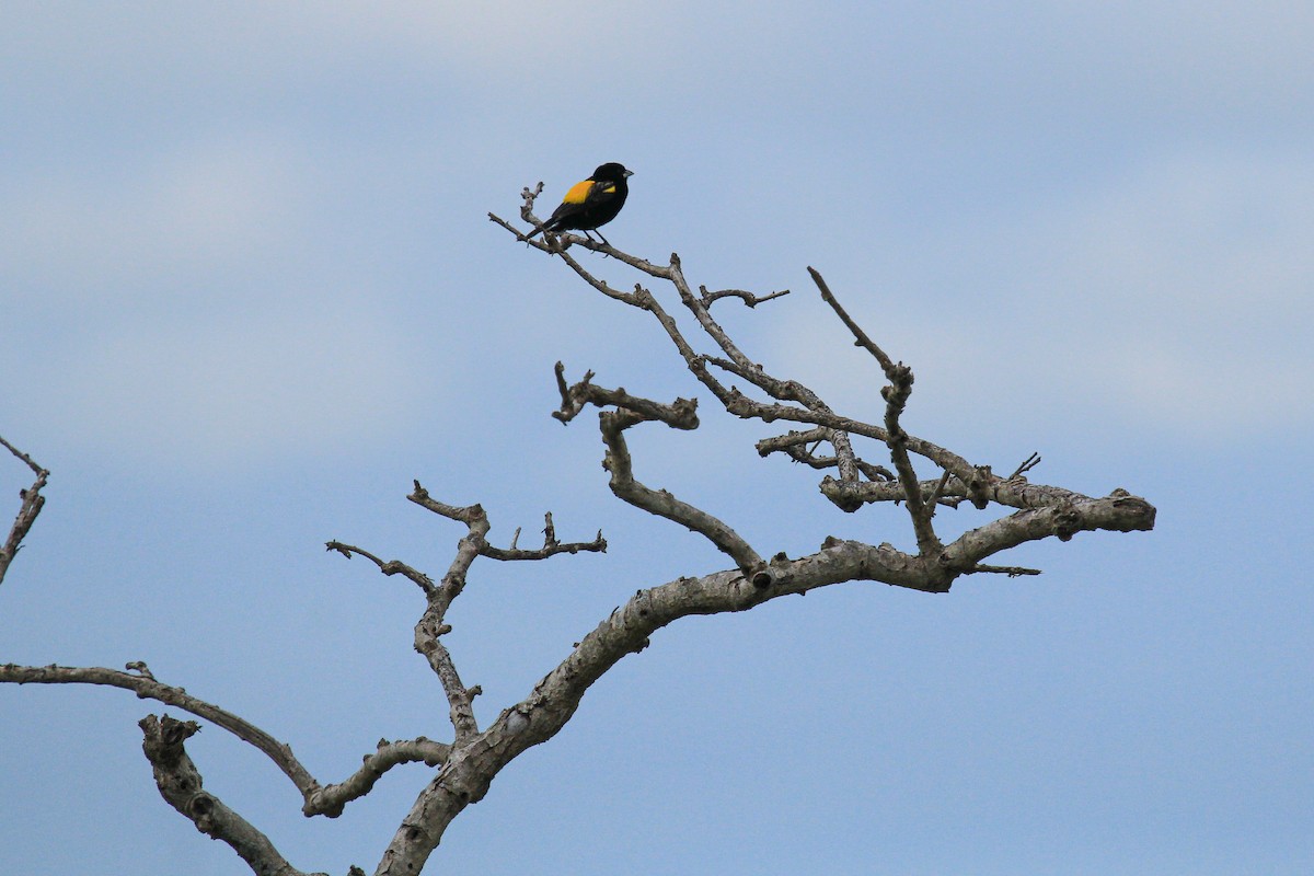 Yellow Bishop - ML646567659