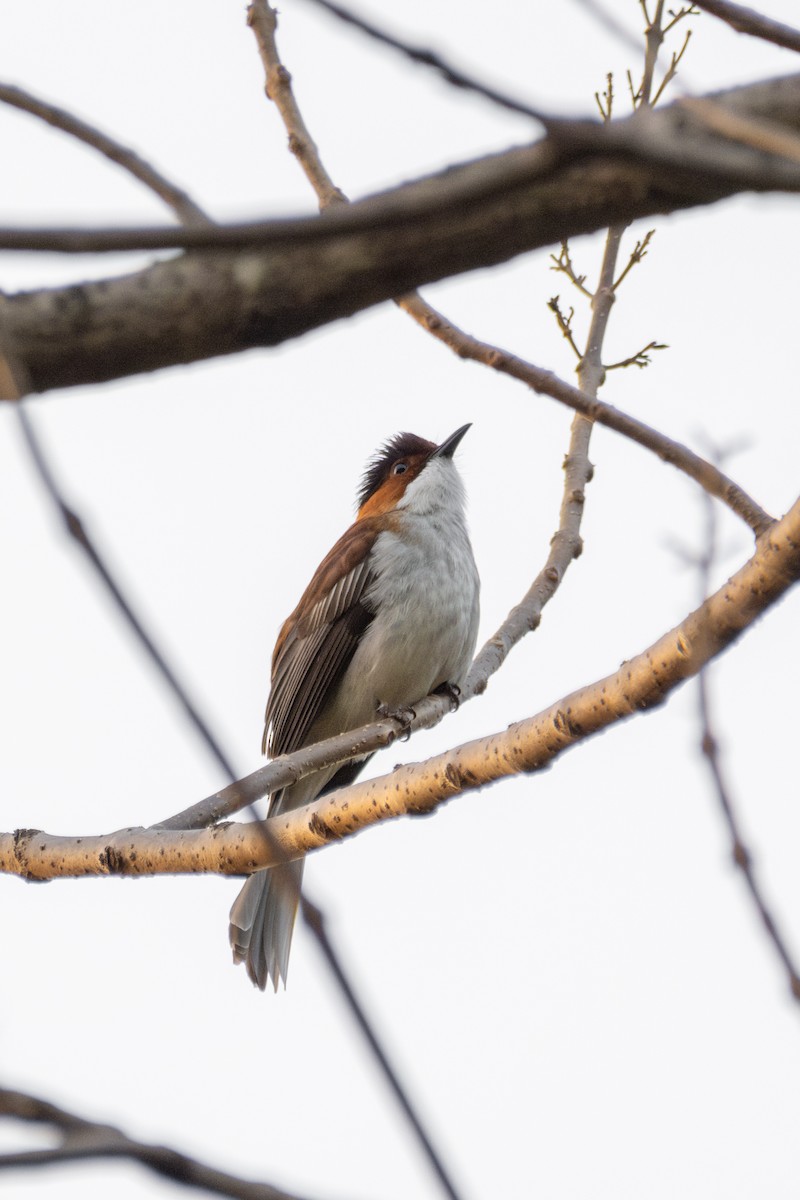 Chestnut Bulbul - ML646567660