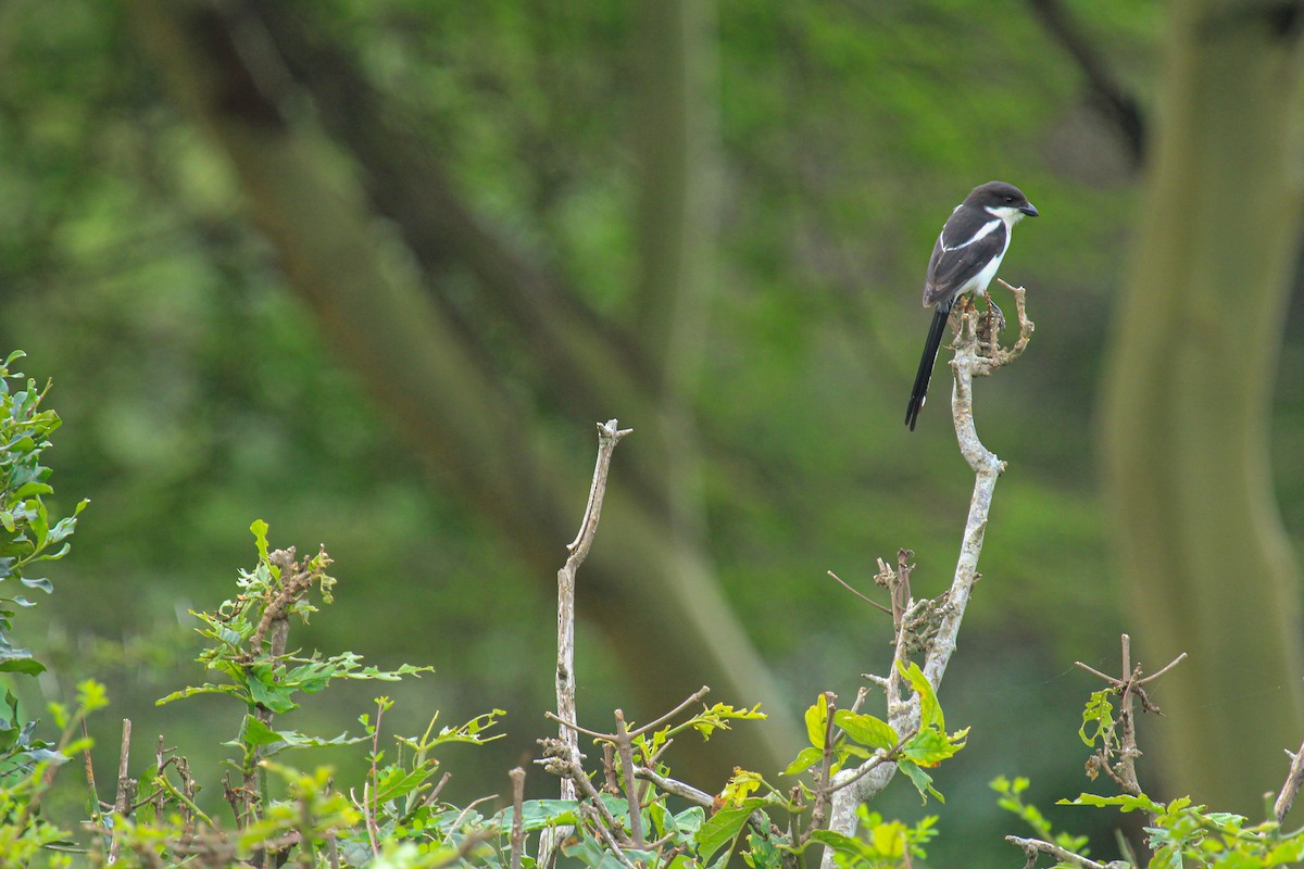 Northern Fiscal - ML646567662