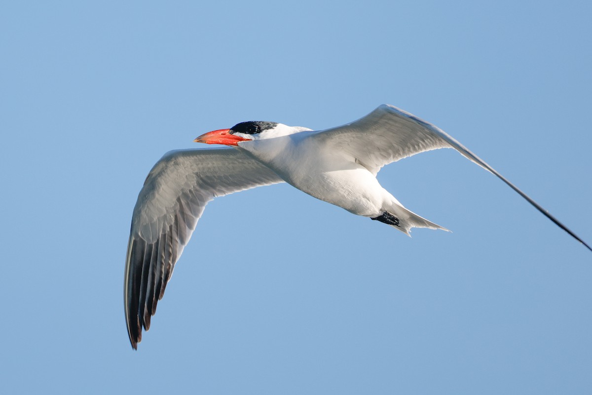 Caspian Tern - ML646567667