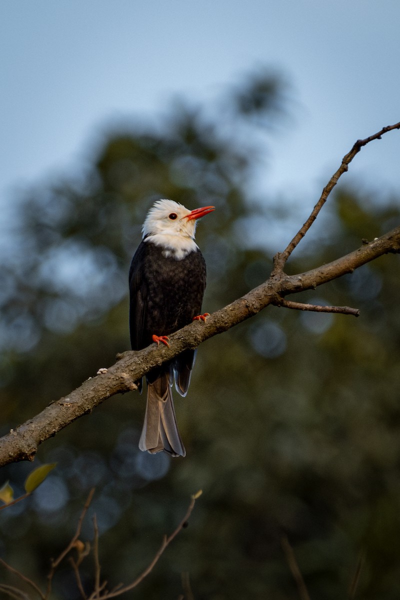 Black Bulbul - ML646567668