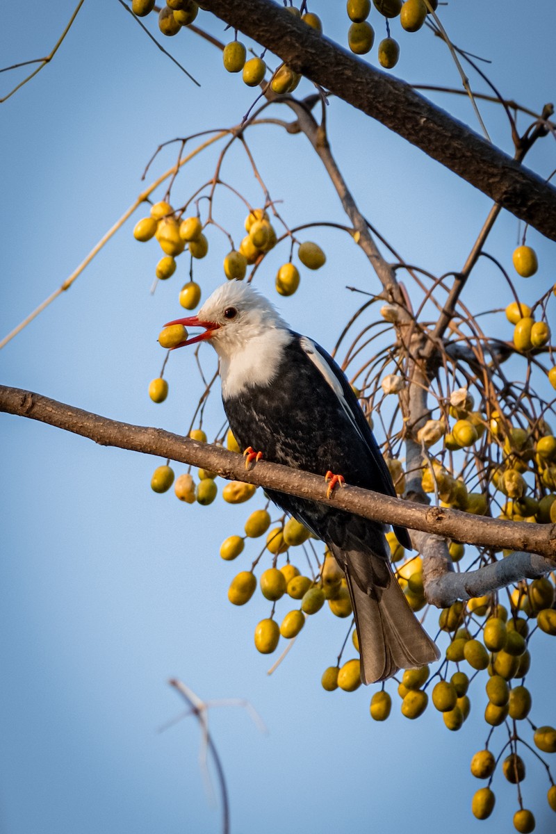 Black Bulbul - ML646567669