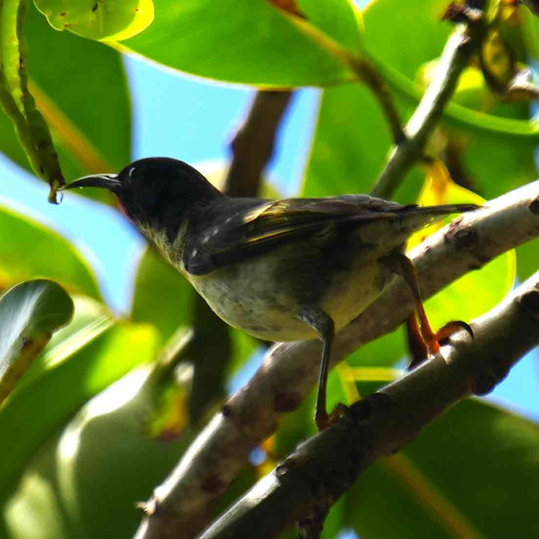 Mielero Pechinaranja - ML646567670