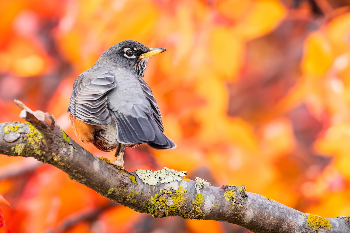 American Robin - ML646567672