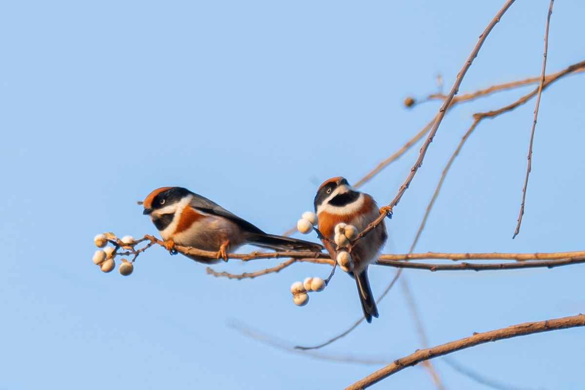 mlynařík kaštanovotemenný - ML646567673