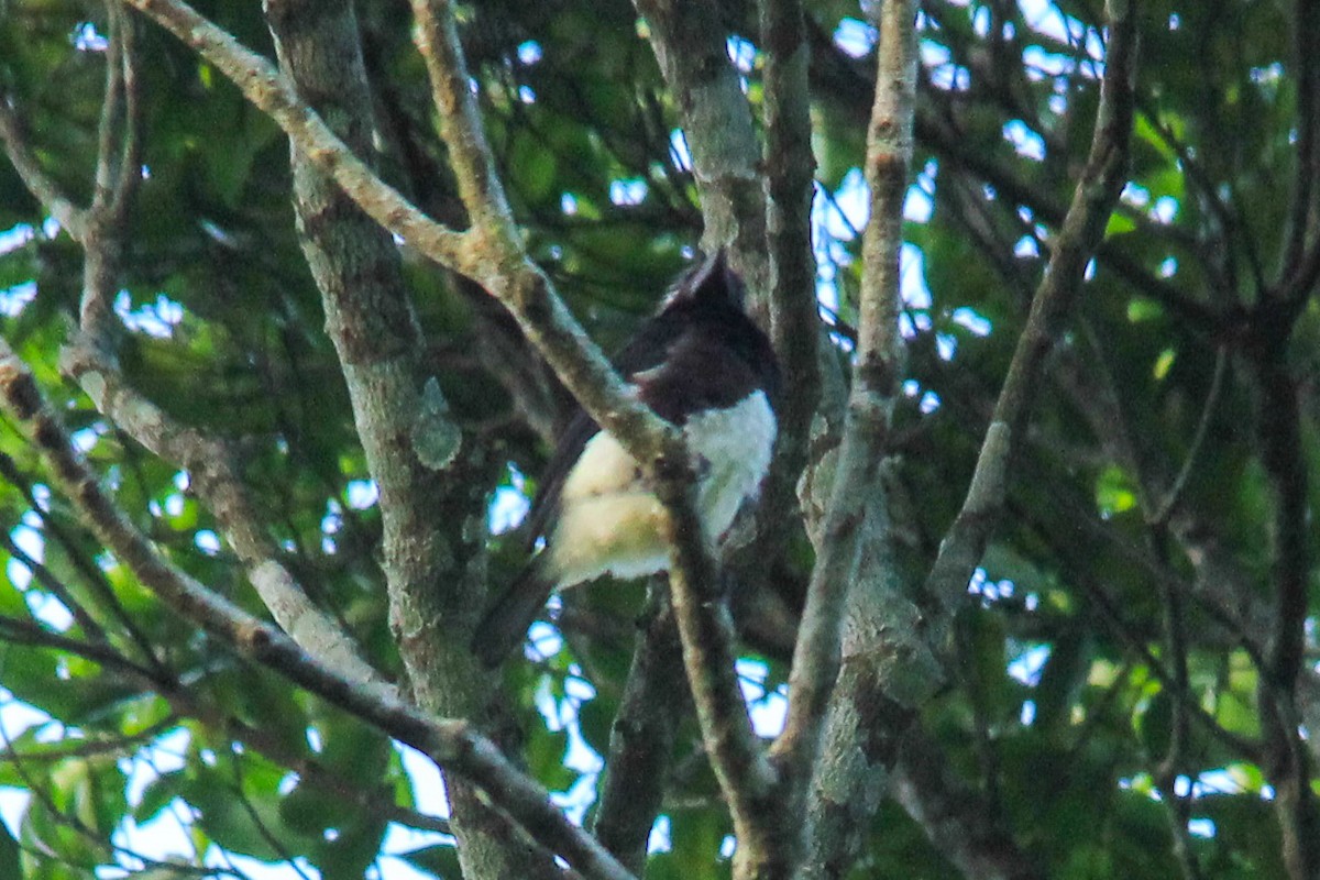 White-eared Barbet - ML646567674