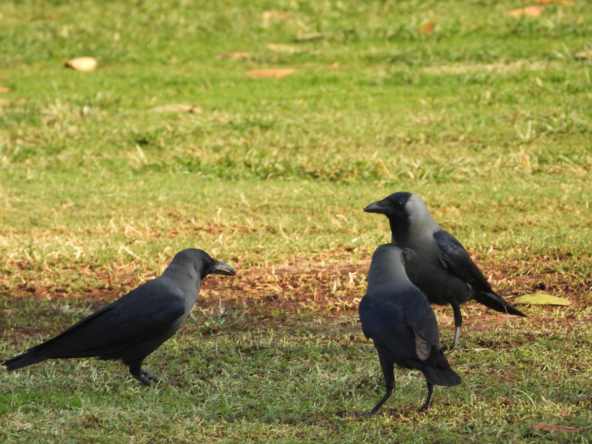 House Crow - ML646567676