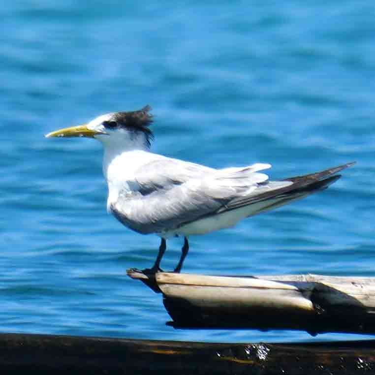 Charrán Piquigualdo - ML646567677