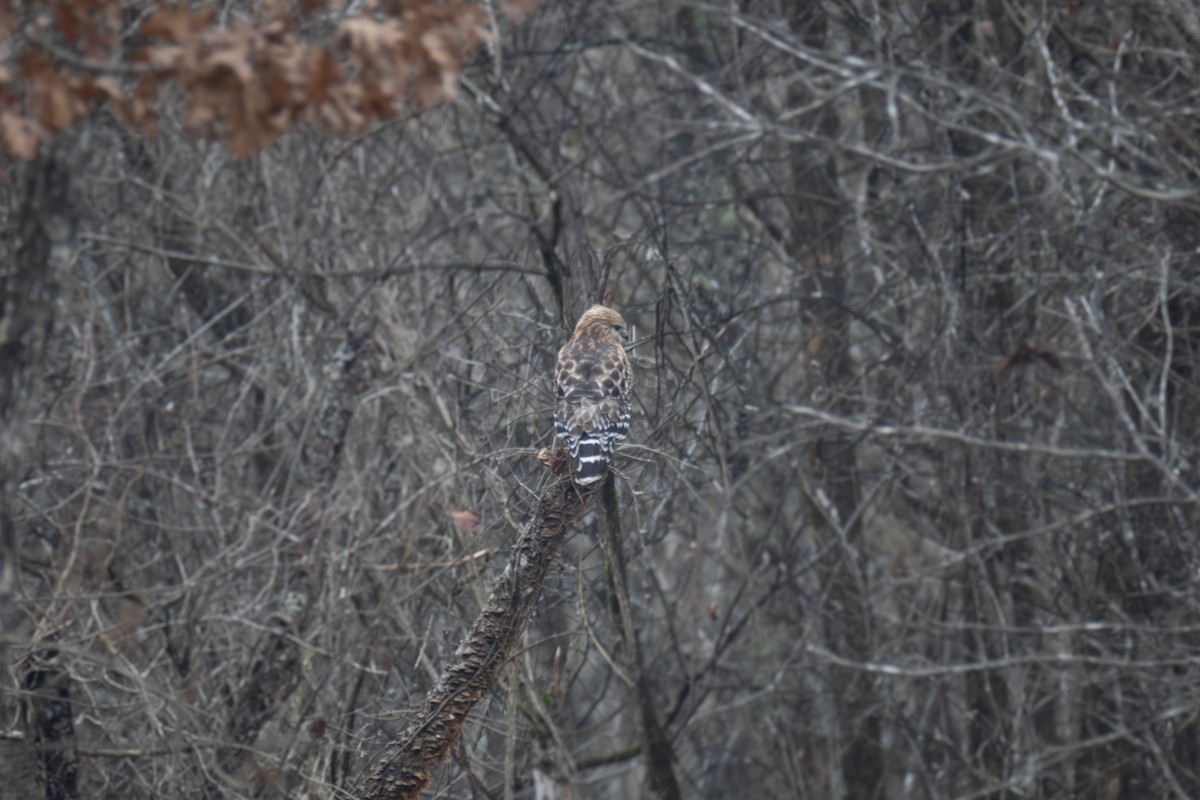 Red-shouldered Hawk - ML646567679